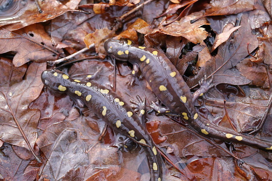 Two Spotted Salamanders Photograph by David Hand