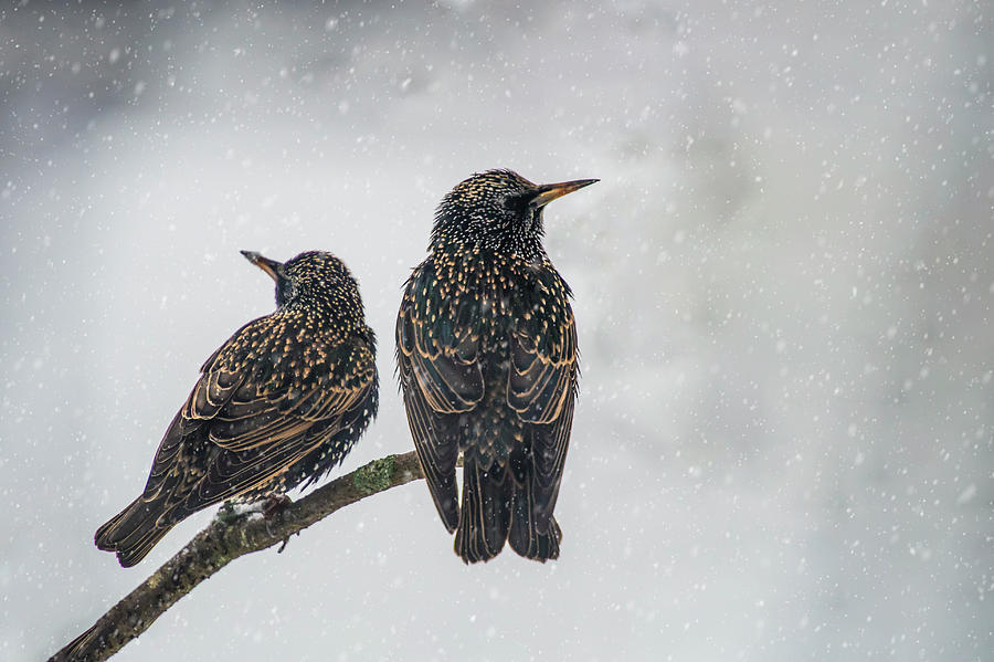 Two Starlings Photograph by Cathy Kovarik