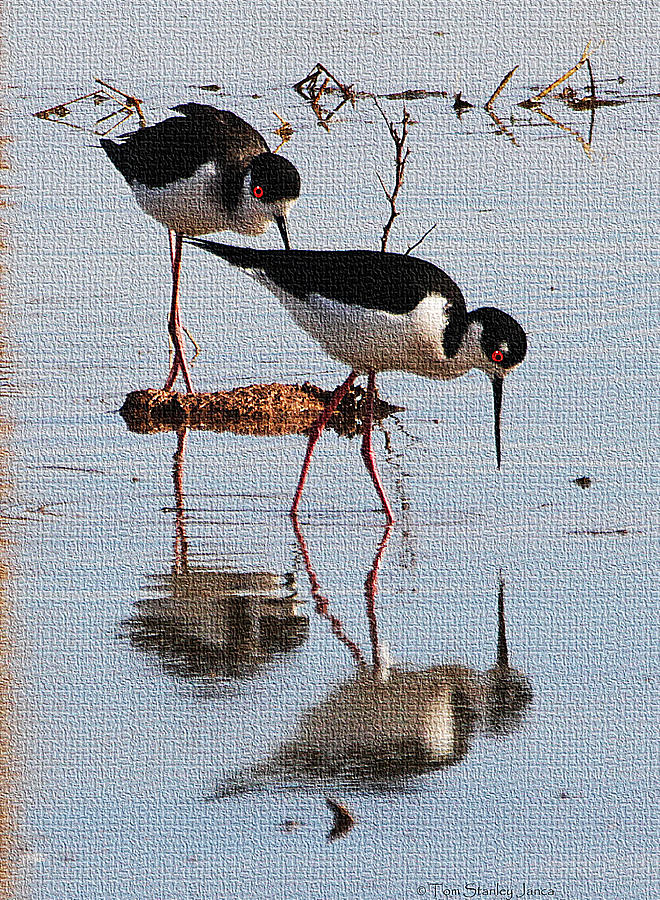 Two Stilts Walk The Pond Photograph by Tom Janca