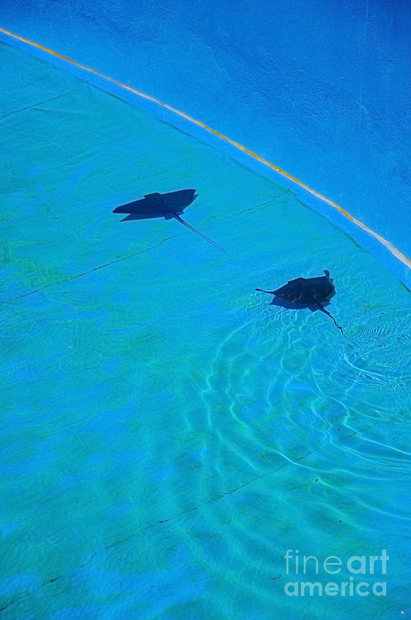 Two Stingrays Swimming In Blue Pool Photograph