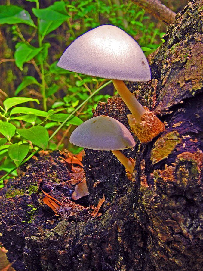 Mushrooms Photograph - Two Stools by Ladonna Idell Mushrooms Photograph - Two Stools by Ladonna Idell