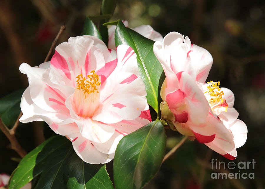 Two Striped Camellias Photograph by Carol Groenen