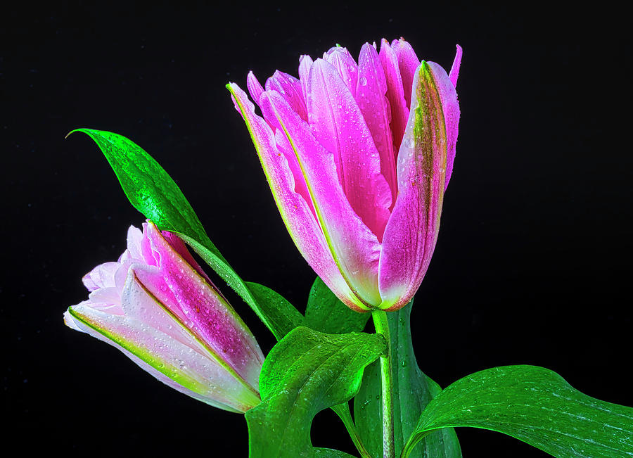 Two Stunning Lilies Photograph by Garry Gay