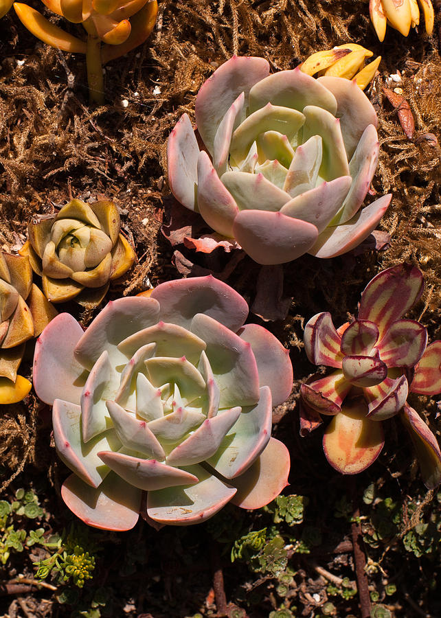 Two Succulents  Photograph by Catherine Lau