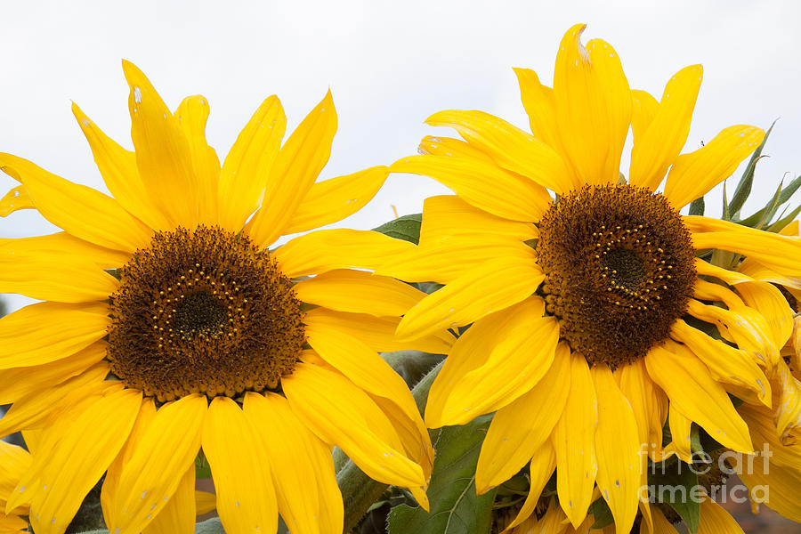 Two Sunflowers Photograph by James Baron