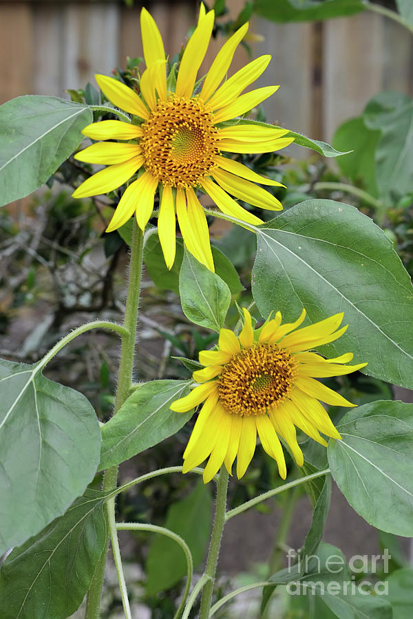 Two Sunflowers Photograph by Olga Hamilton
