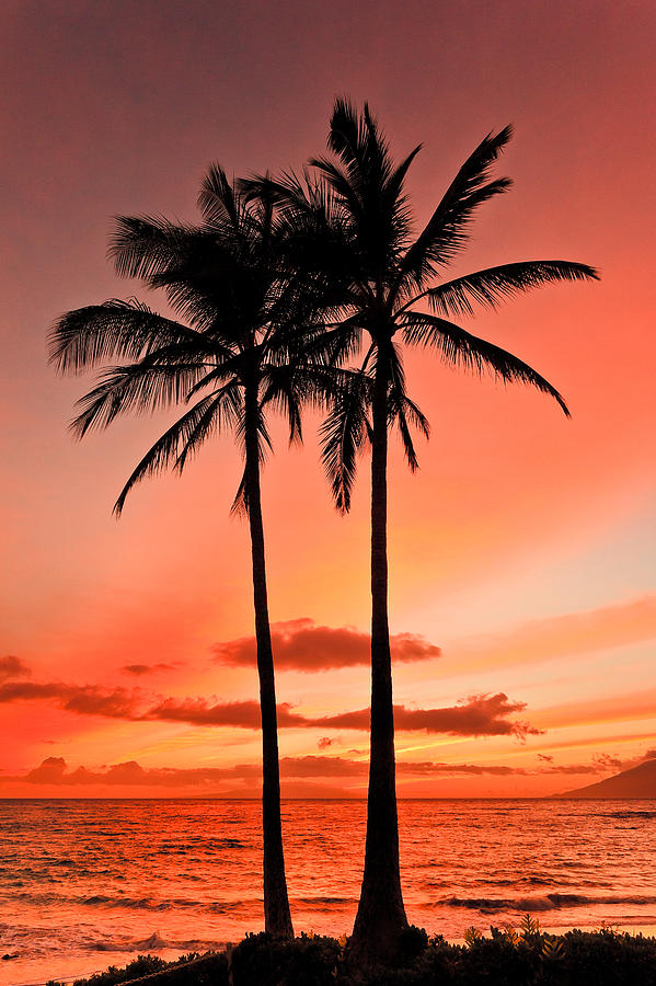 Sunset Photograph - Two Sunset Palms by Nature  Photographer