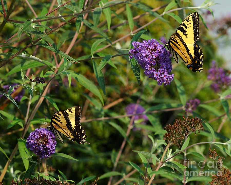 Two Swallowtail Butterflies 2 Photograph by Edward Sobuta