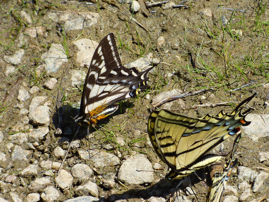 Two Swallowtail Butterflies Photograph by Charles Robinson