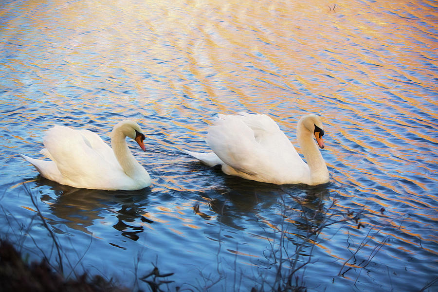 Swan Photograph - Two Swans A Swimming by Amy Jackson
