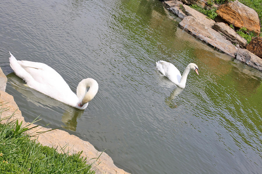 Two Swans a Swimming Photograph by Ellen Tully