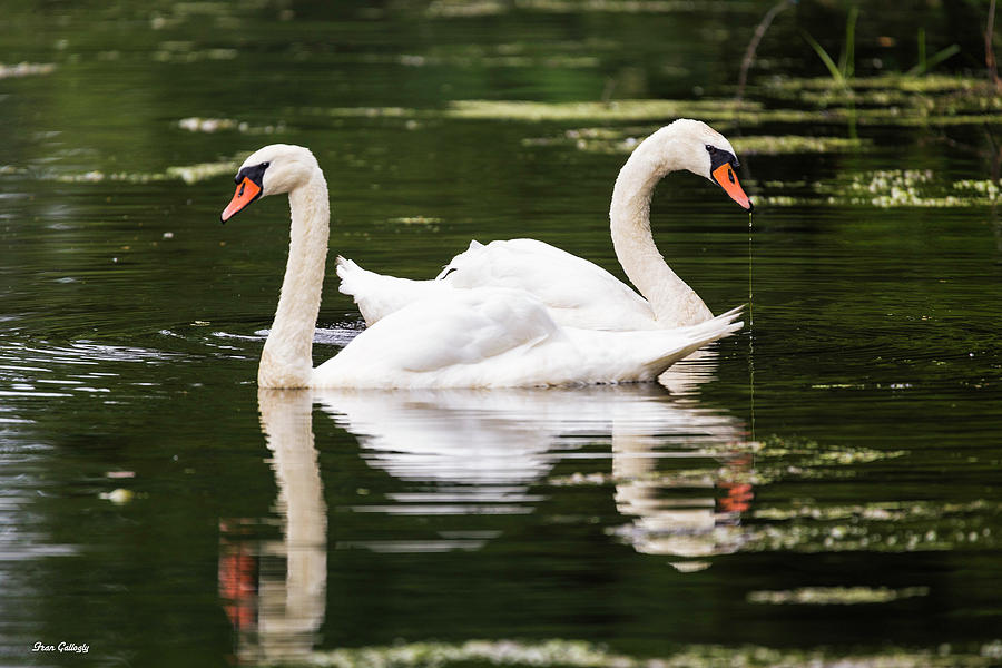Two Swans A Swimming Photograph by Fran Gallogly