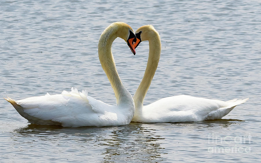 Two swans and a heart Photograph by Colin Rayner