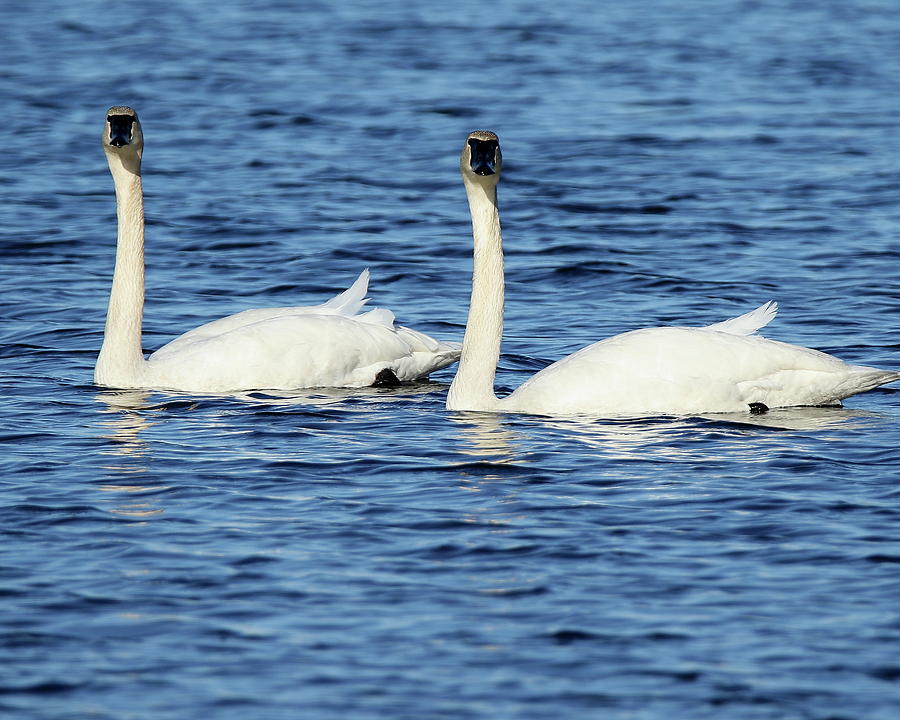 Two Swans Photograph by Arvin Miner