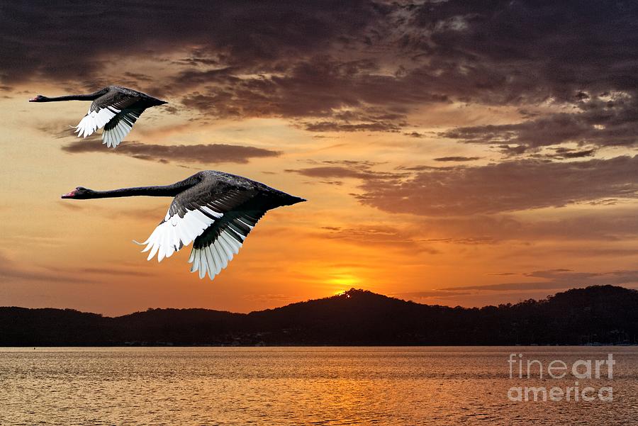 Two Swans at Dawn.  Art photo digital download and wallpaper screensaver. DIY Designer Print. Photograph by Geoff Childs