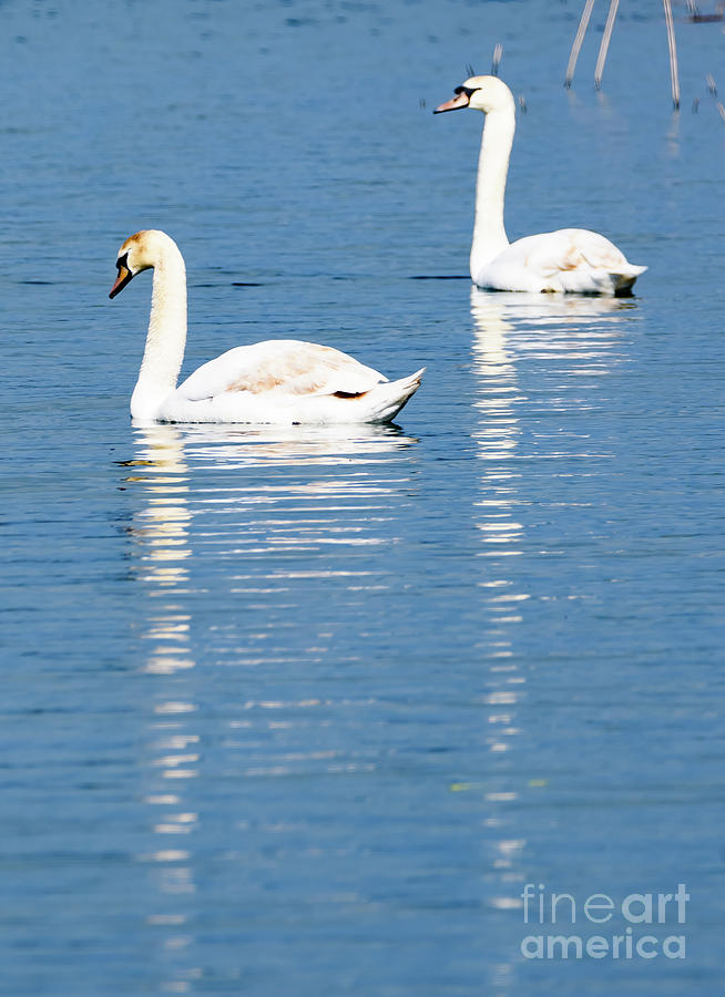 Two swans Photograph by Colin Rayner