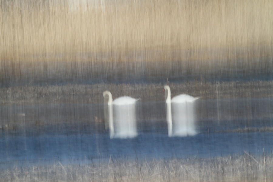 Two Swans in Movement Photograph by Karol Livote