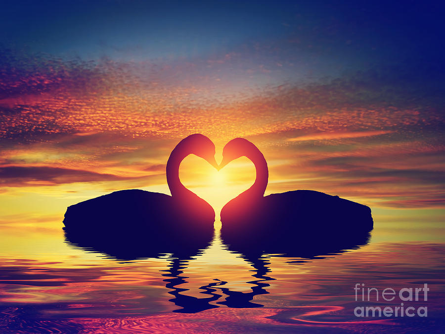 Two swans making a heart shape at sunset. Valentines day Photograph by Michal Bednarek