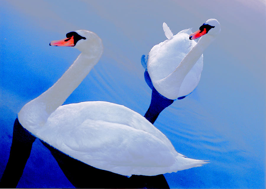 Bird Photograph - Two swans by Mary McGrath