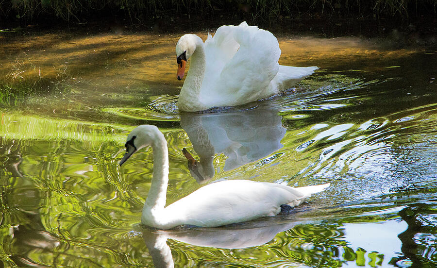 Animal Photograph - Two Swans On A Lake by Venetia Featherstone-Witty