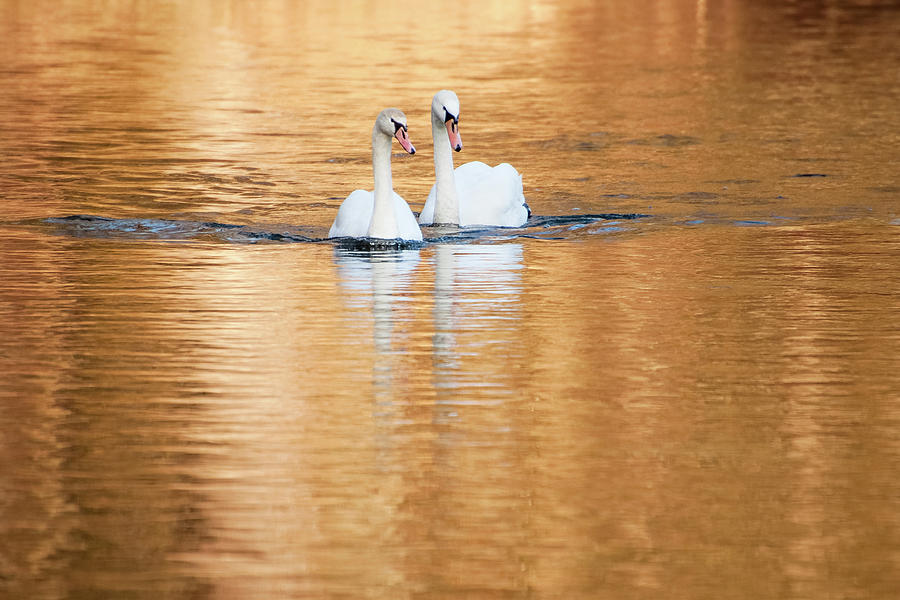 Two Swans on Gold Photograph by Alexander Kunz