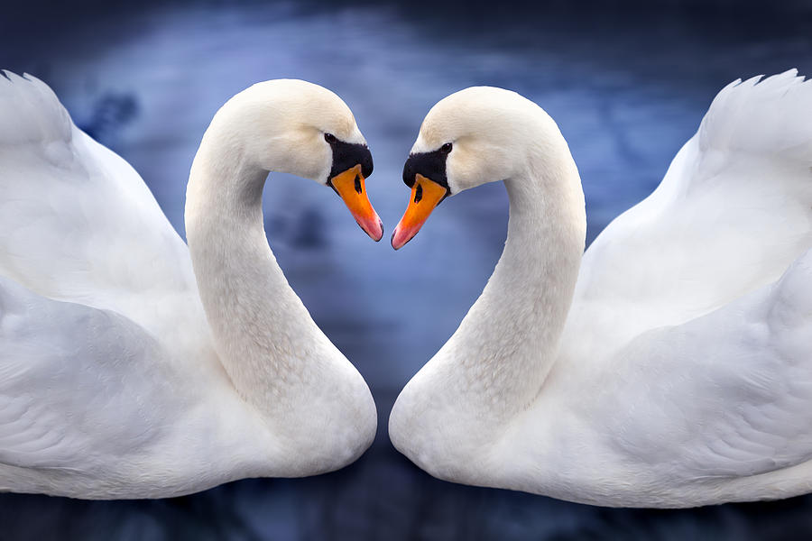 Two Swans Photograph by MGL Meiklejohn Graphics Licensing