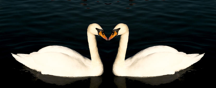 Two Symmetrical White Love Swans Photograph