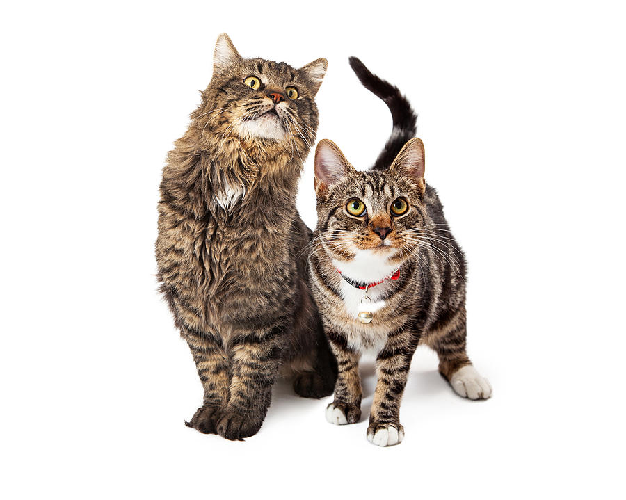Two Tabby Cats Looking Up Photograph by Good Focused Two Tabby Cats Looking Up Photograph by Good Focused