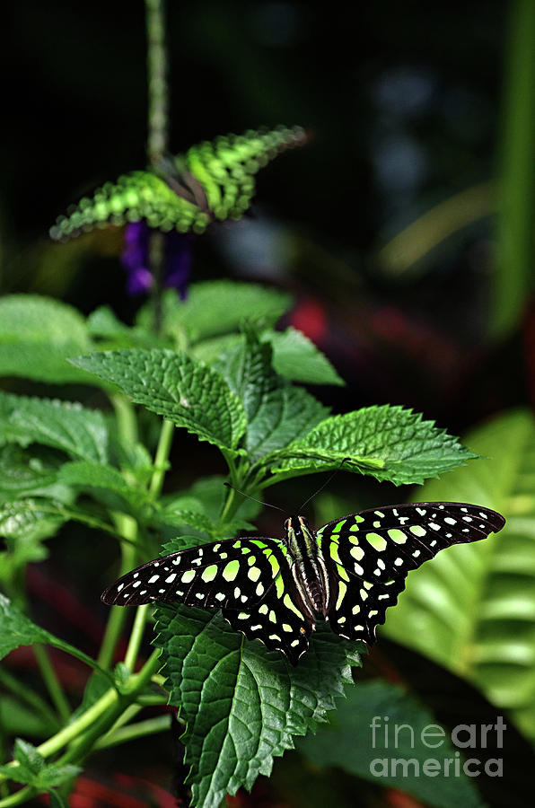 Two Tailed Jay Butterflies- Graphium agamemnon Photograph by Rick Bures