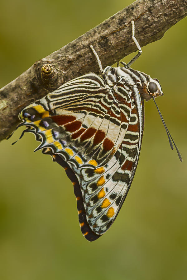 Butterfly Photograph - Two Tailed Pasha Butterfly by Lindley Johnson