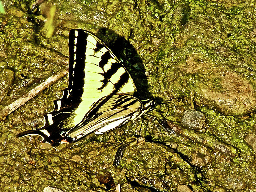 Two-tailed Swallowtail Butterfly in Canyon Creek near Winters-California Photograph by Ruth Hager