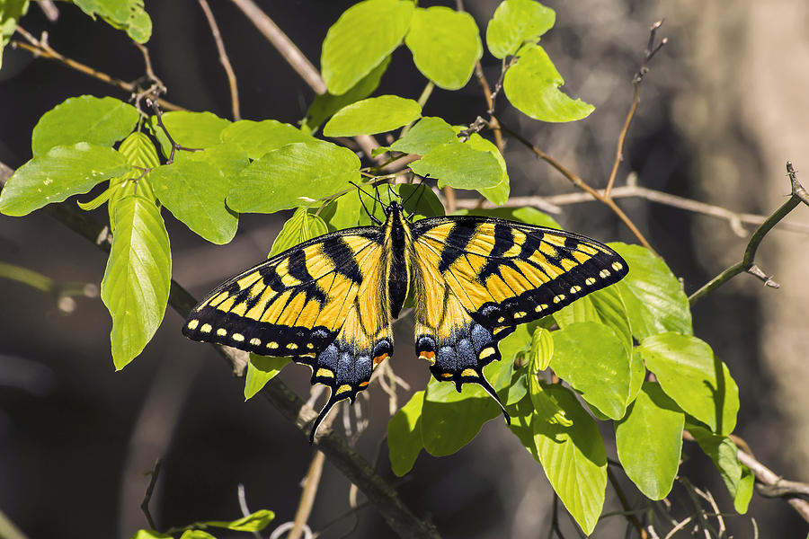 Two-tailed Tiger Swallowtail Photograph by Michael Whitaker