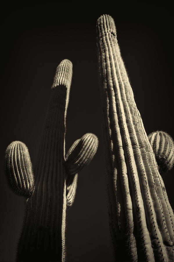 Two Tall Saguaros Photograph by Roger Passman