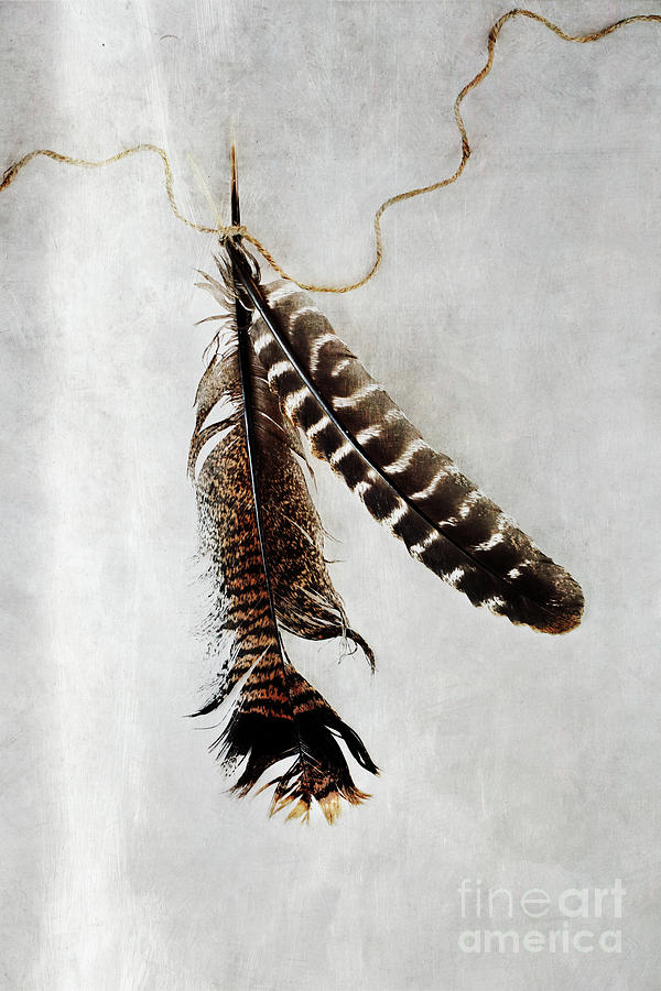 Bird Photograph - Two Tattered Turkey Feathers by Stephanie Frey