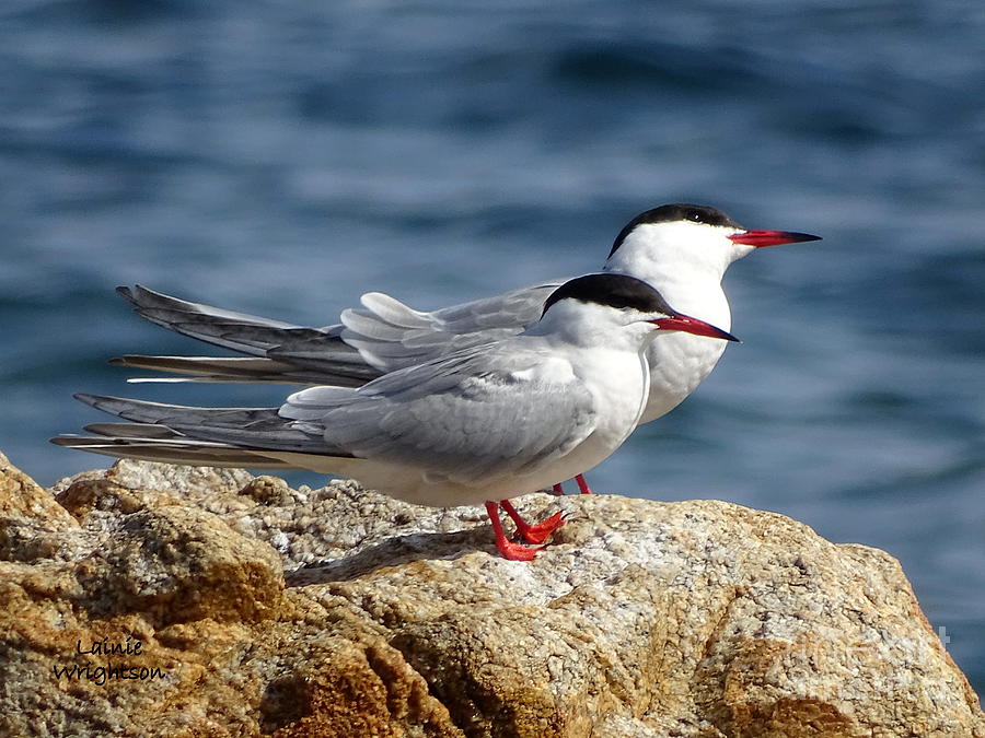 Two Terns Photograph by Lainie Wrightson