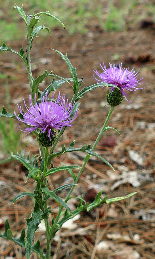 Two Thistles Photograph by Laurel Powell