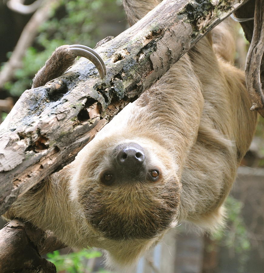 Two Toed Sloth Photograph by Caroline Reyes-Loughrey