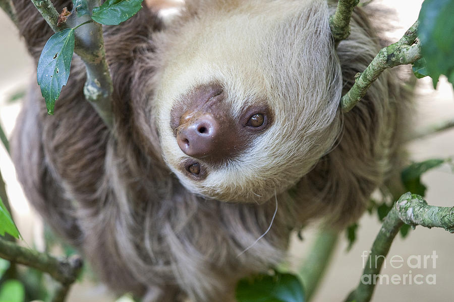 Two toed sloth in a tree Photograph by Patricia Hofmeester