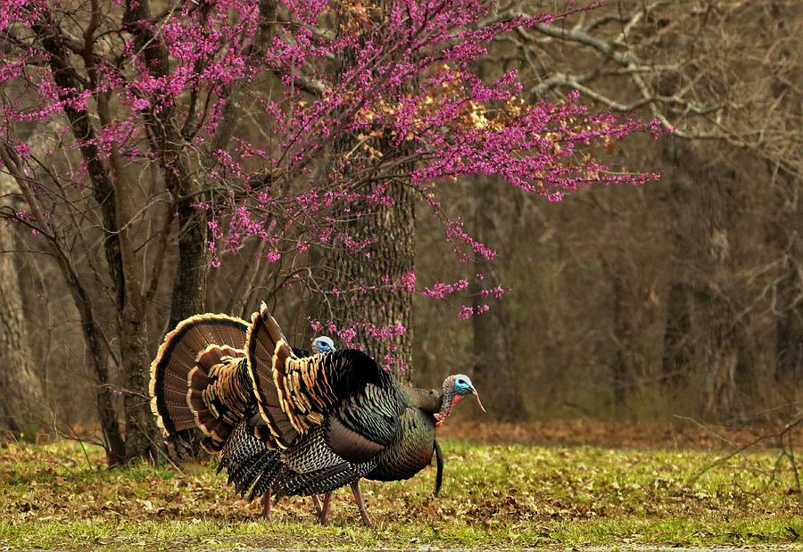 Two Tom Turkey and Redbud tree Photograph by Sheila Brown