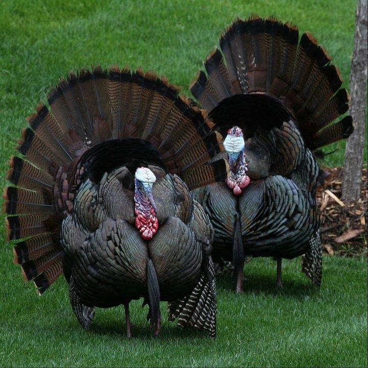 Two Toms Photograph By Bryan Oakley - Fine Art America