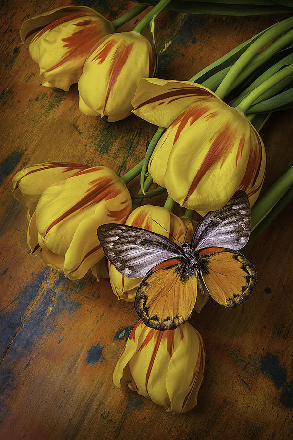 Tulip Photograph - Two tone Butterfly by Garry Gay