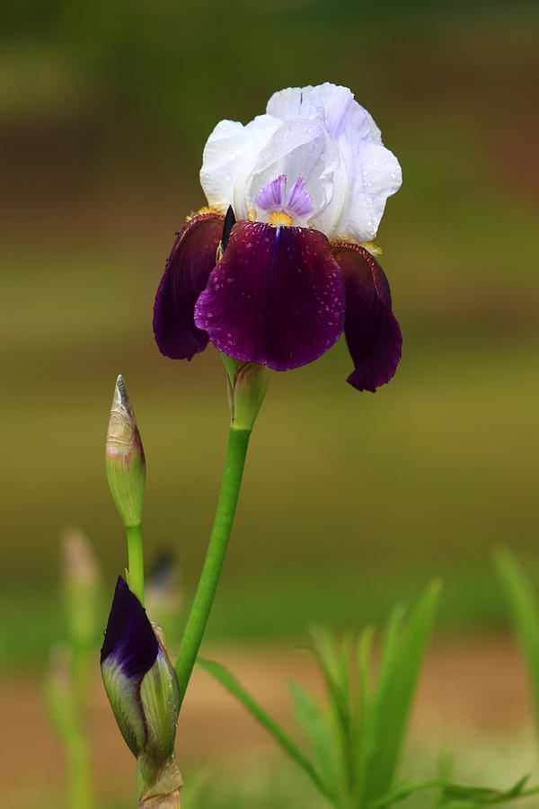 Two-tone Iris Photograph by Kevin Wheeler