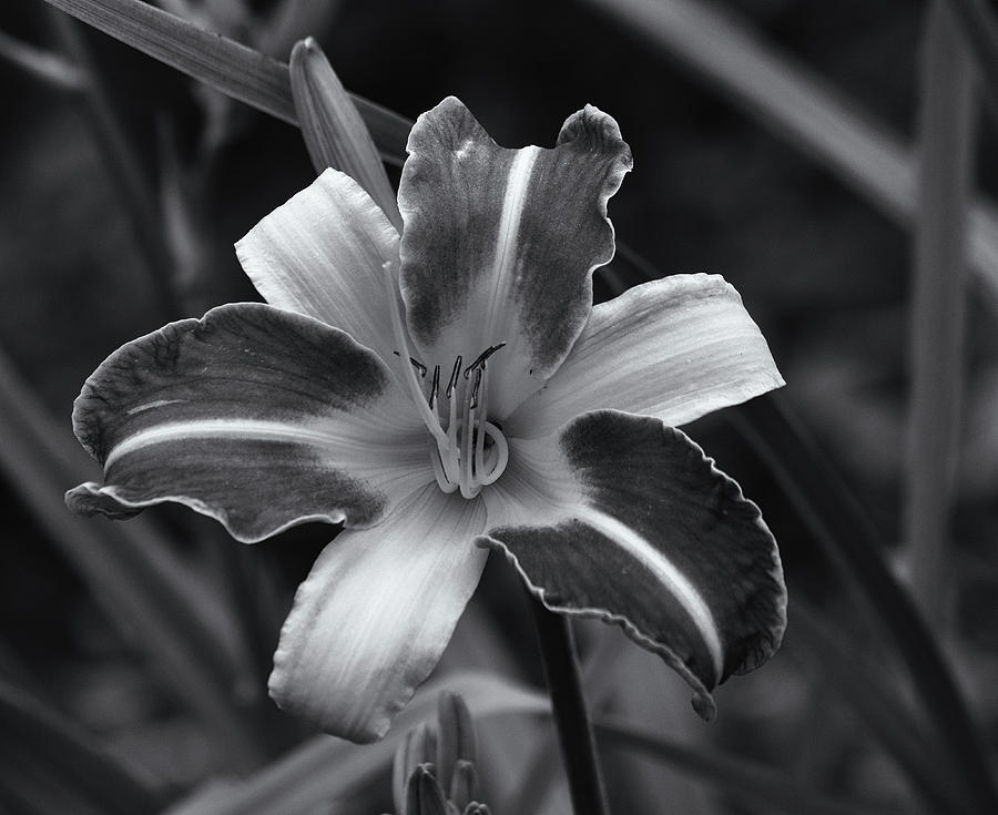 Two Tone Lily Monochrome Photograph by Jeff Townsend