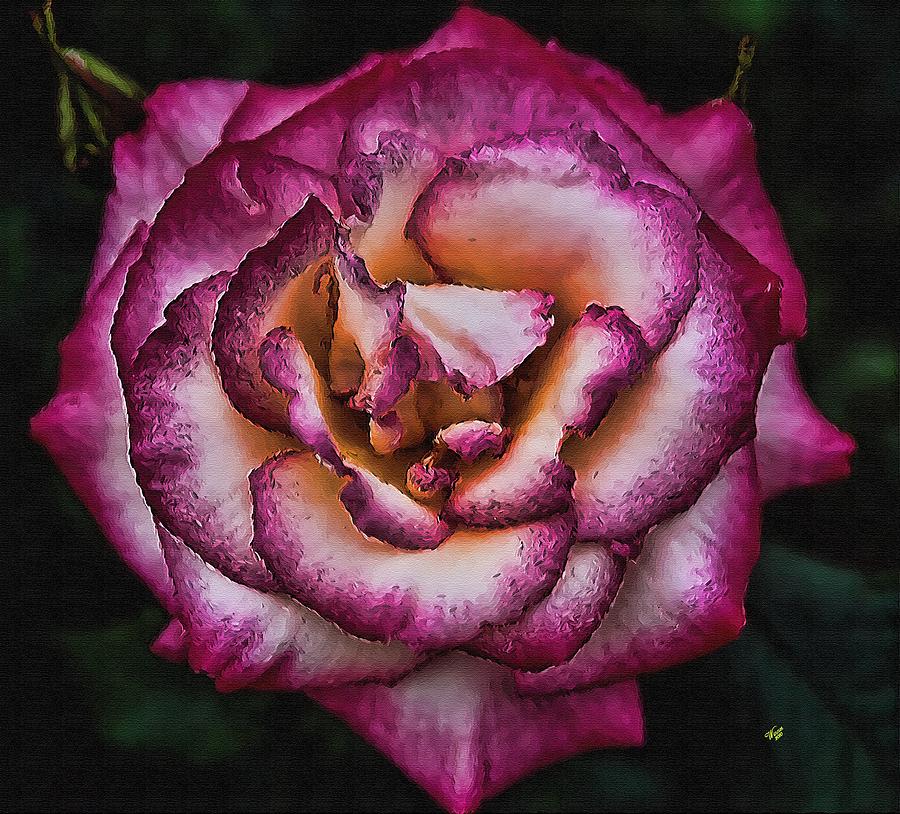 Rose Painting - Two Tone Love by John Winner