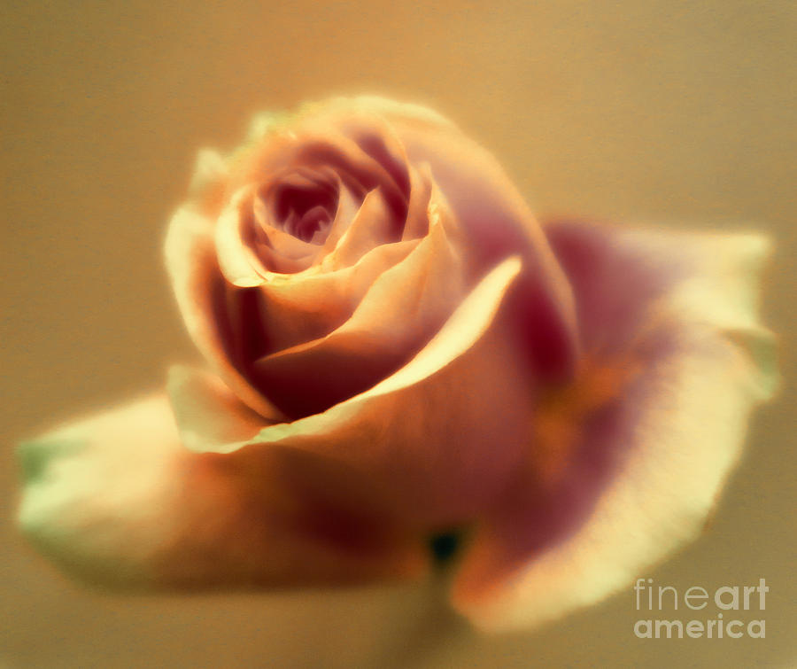 Two Tone Rose Abstract Photograph by Tara Shalton