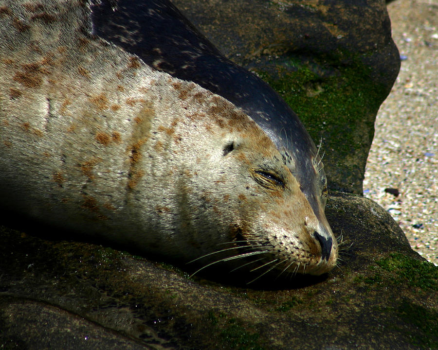 Two Tone Seal Photograph by Anthony Jones