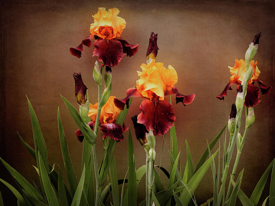 Two Toned Bearded Iris Photograph by Leslie Montgomery
