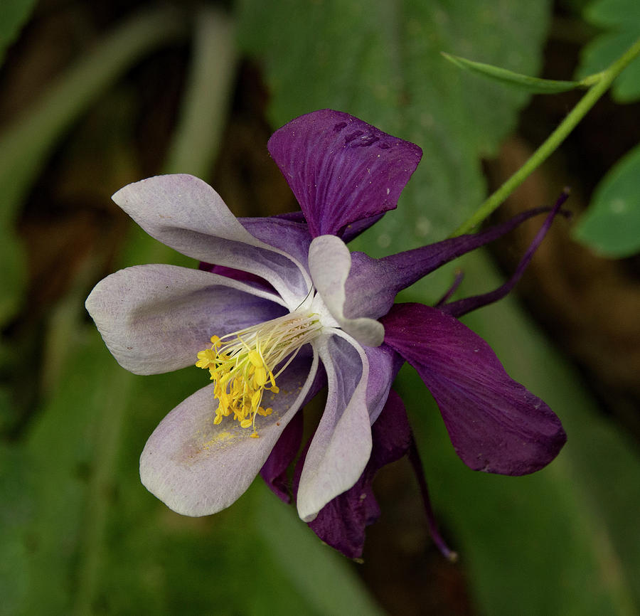 Two Toned Columbine Photograph by Jean Noren