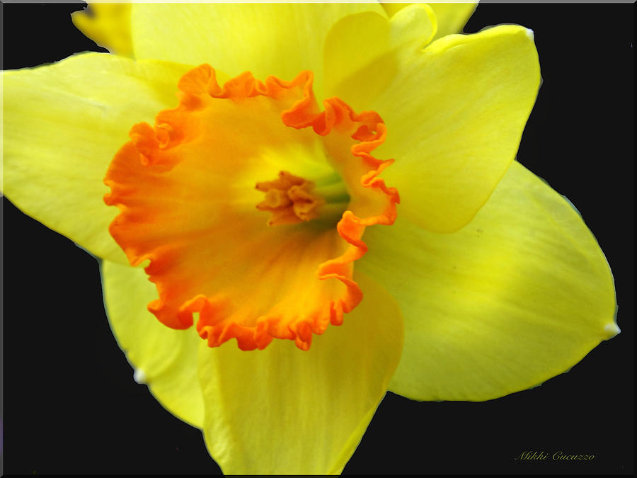 Two Toned Daffodil Photograph by Mikki Cucuzzo