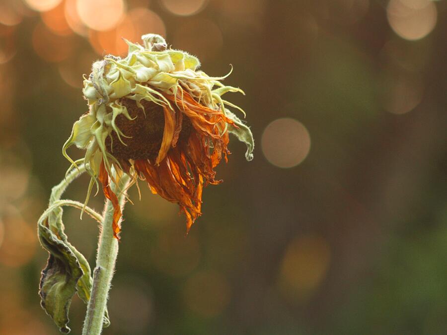 Two Toned Old Flower Photograph by Gothicrow - Fine Art America